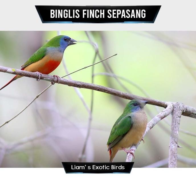 Binglis Finch Sepasang