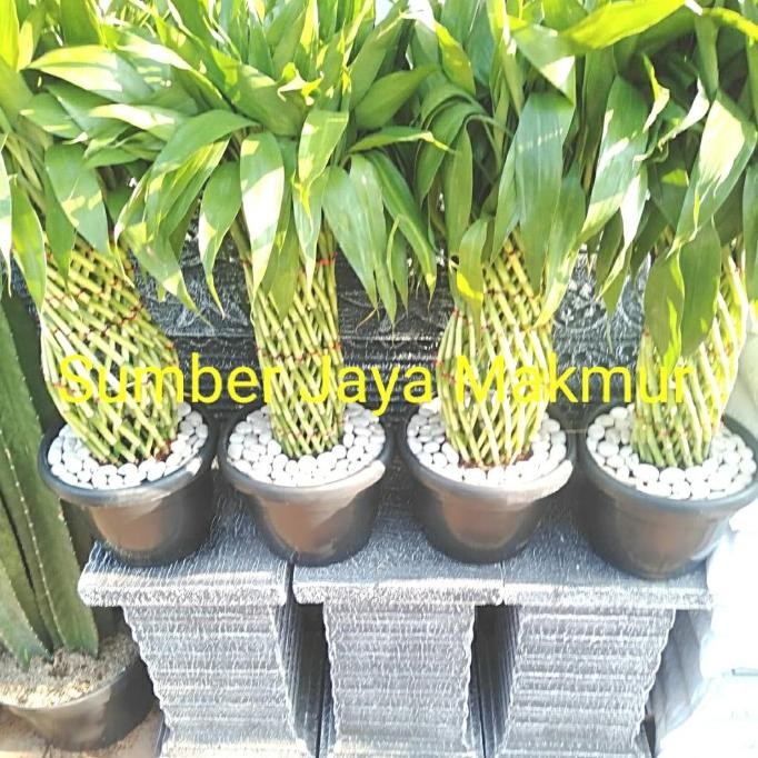Tanaman Bambu Hoki Besar / Sri Rejeki / Tanaman Hoki