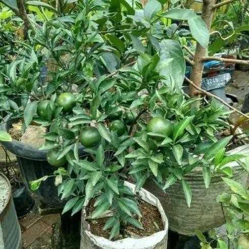 

Bibit Tanaman buah Jeruk Santang Madu sudah berbuah MMU
