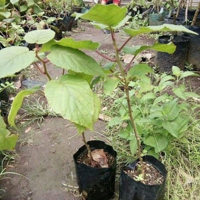 Bibit Tanaman Buah Kiwi Golden Premium-Bibit Kiwi Golden Kulita Unggul MMU