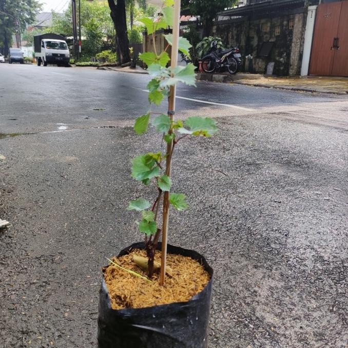 

Bibit Buah Anggur Merah Import / Tanaman Hias Buah Anggur MMU