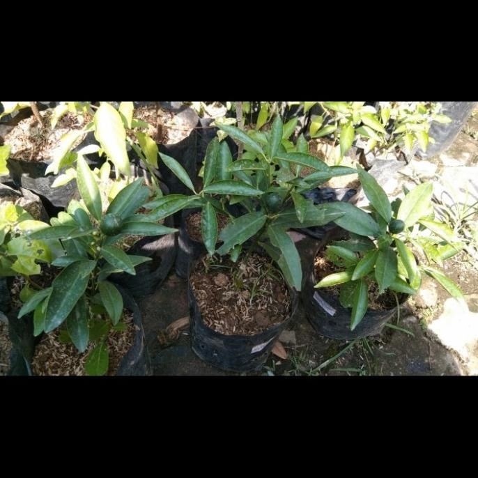 

bibit tanaman buah jeruk nagami MMU
