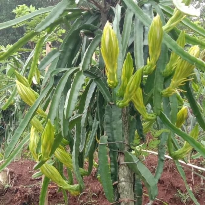 FRES Bibit buah naga kuning Golden Isis Ja Barat VALID