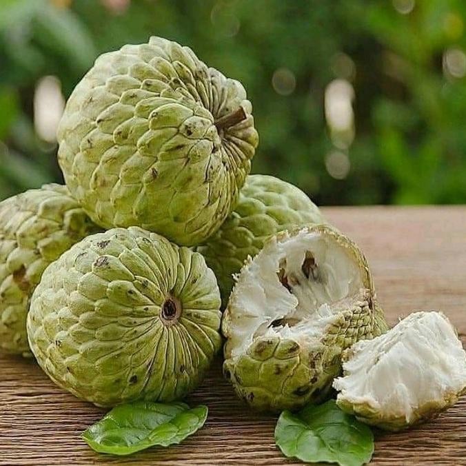 FRES BIBIT TANAMAN BUAH SRIKAYA LOKAL TGBU11 VALID