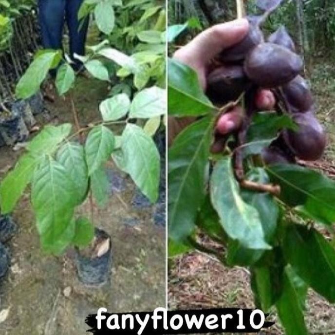 Bibit Tanaman Buah Jengkol Okulasi Cepat Berbuah MMU