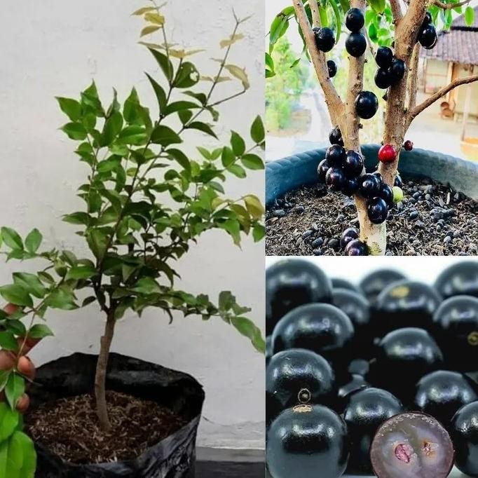 

Tanaman Buah Anggur Sabara, Anggur Bril, Anggur Pohon MMU