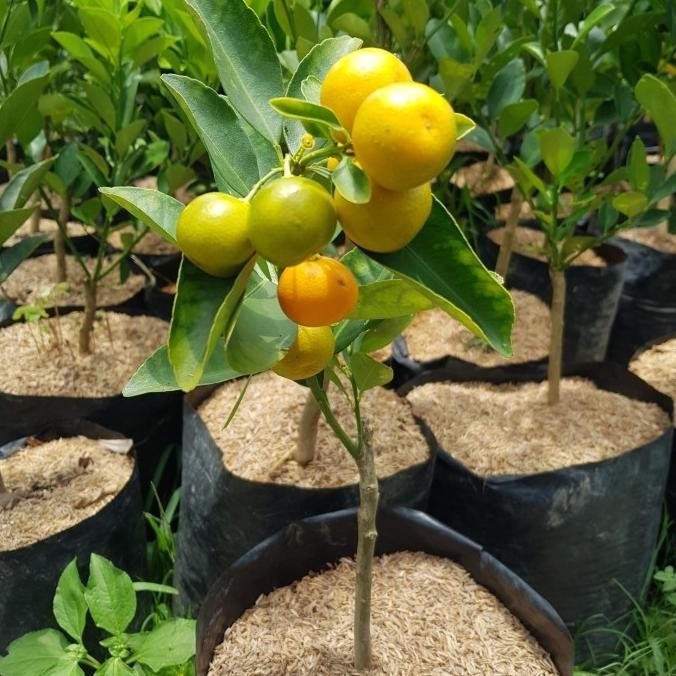 

Bibit Tanaman Buah Jeruk Kolomonde CEPAT BERBUAH MMU