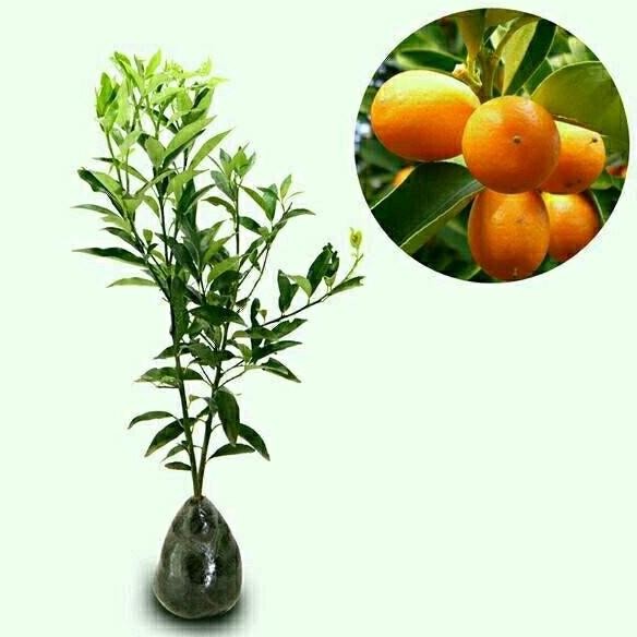 

Bibit Tanaman buah Jeruk Nagami MMU