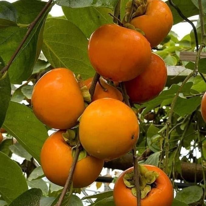 

TANAMAN JADI BUAH KESEMEK JEPANG PERSIMMON MMU