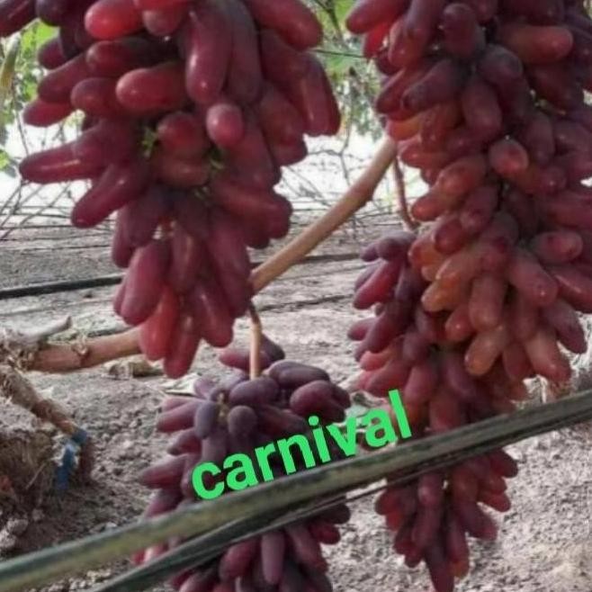 

KLITAS bibit tanaman buah anggur import jenis MMU