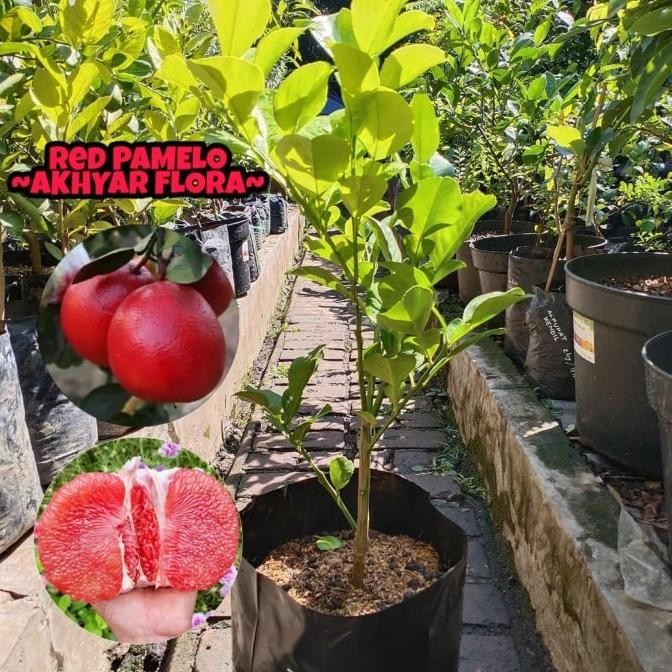 

Bibit Jeruk Red Pamelo Bibit Tanaman Buah Jeruk Pamelo Merah F MMU