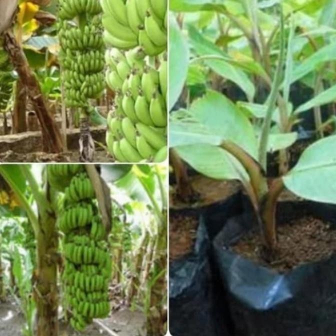 

Bibit Tanaman Buah Pisang Cavendish / Sunpride Dongkelan MMU