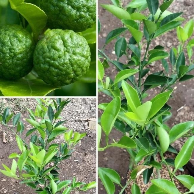

Bibit pohon jeruk limo berbuah tanaman jeruk buah-jeruk sambal MMU