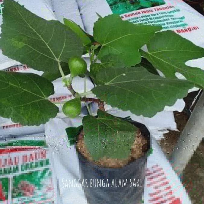 Tanaman Buah Tin Sudah Berbuah MMU