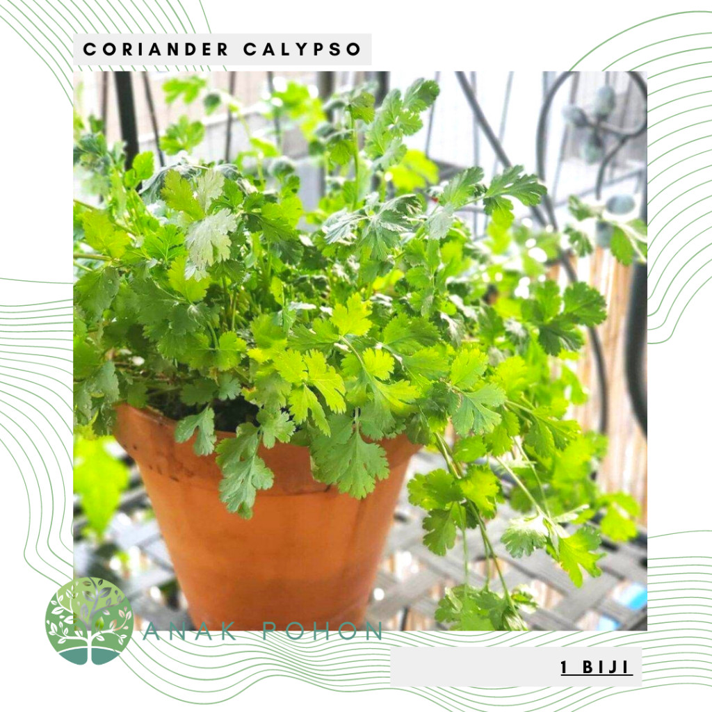 Benih Bibit Biji - Daun Coriander Calypso Herb Seeds - IMPORT R0Q8