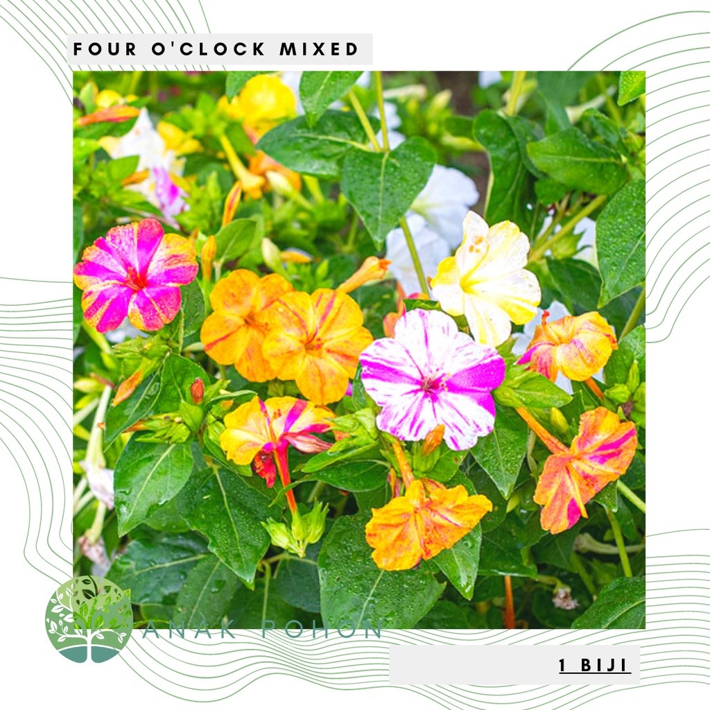 Benih Bibit Biji - Bunga Pukul Empat Campuran Warna / Four O'Clock Mixed Colors Flower Seeds R7M6