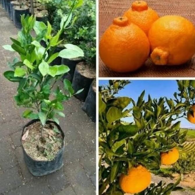 

Bibit buah jeruk dekopon tanaman buah jeruk hasil okulasi MMU
