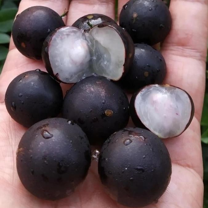 

tanaman buah anggur bril / anggur hutan / anggur pohon / kupa landak MMU