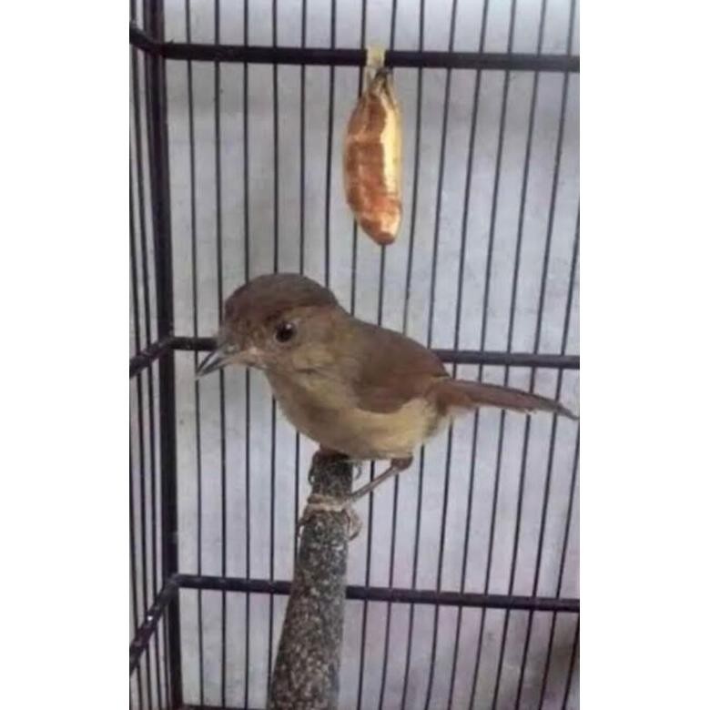et-98 burung flamboyan/ transen pilihan jantan Hemat