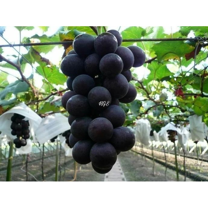

Bibit Tanaman Buah Anggur Black Jumbo Tanpa Biji MMU