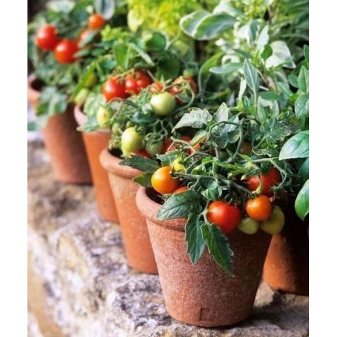 Bibit Tanaman Buah Cherry / Ceri - Cherry Ceri MMU