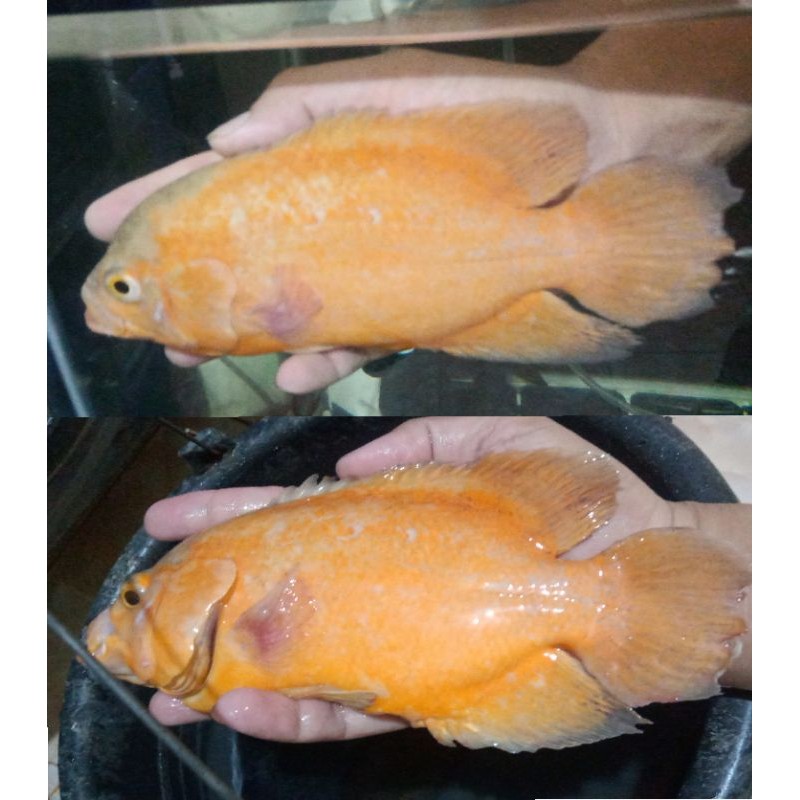 ikan Oscar Paris albino jumbo