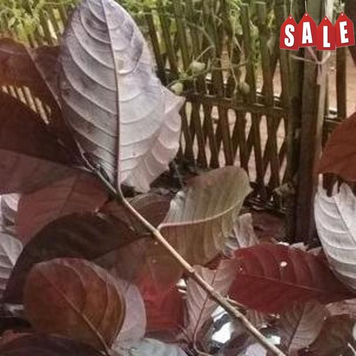 

Paket Daun Herbal Handelem Segar /100 Gram Daun Artificial