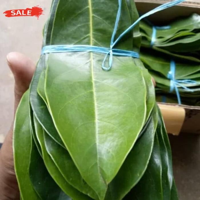 

Kualitas Tertinggi Daun Sirsak Segar 100 Gram Daun Ramban