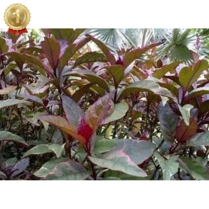 

Special Daun Ungu Handelem 250 Gram Original Obat Wasir Daun Kopi Hitam Daun Herbal Kalimantan