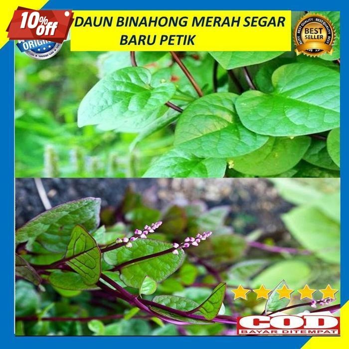 

Terbaru Daun Binahong Merah Segar 200 Gram Baru Petik Pohon Gendola Daun Herbal