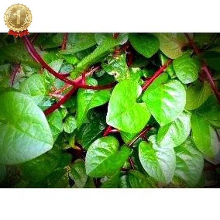 

Original Daun Binahong Merah Segar 200 Gram Baru Petik Pohon Gendola Daun Herbal Premium