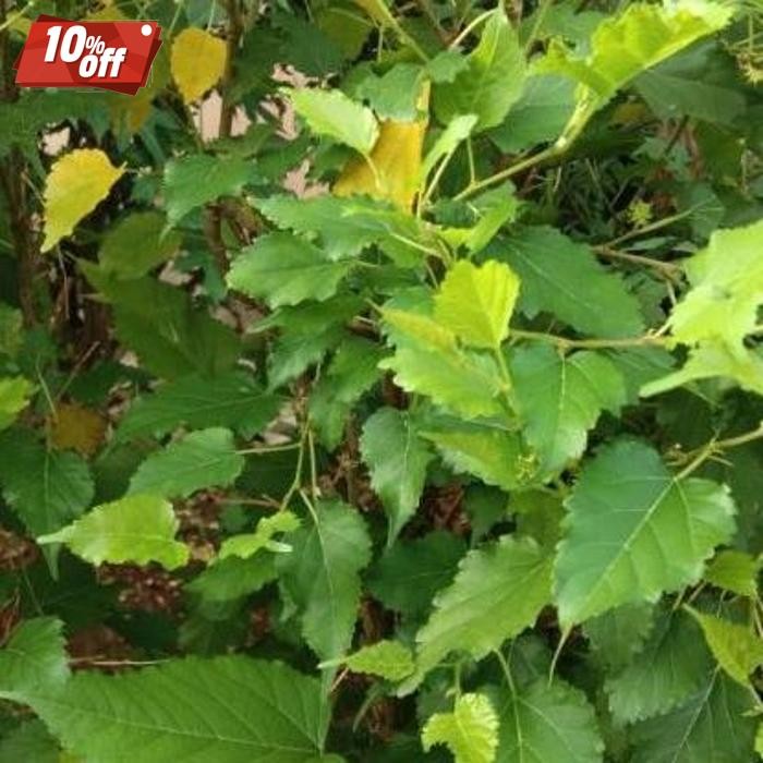 

Kualitas Tertinggi Daun Murbei Segar Organik Pohon Mulberry 200 Gram Daun Herbal Kering