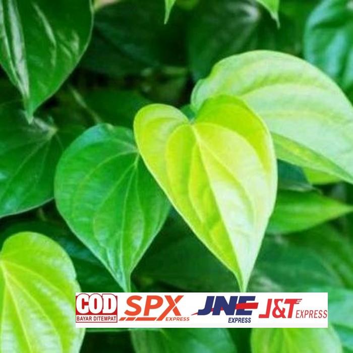 

Original (100 Lembar) Daun Sirih Segar Daun Herbal Daun Ramban