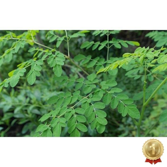 

Premium Daun Kelor Segar Tanaman Organik 100 Gram Pohon Herbal Daun Herbal