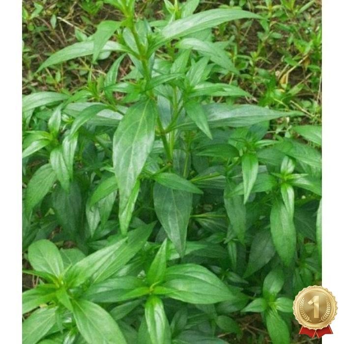 

Terlaris Daun Sambiloto 100 Lembar / Daun Sambiloto Segar Langsung Petik / Daun Sambiloto Kusus Daun Segar / Daun Herbal / Obat Herbal / Promo / Diskon / Terlaris / Termurah / Cod Daun Herbal Kalimantan