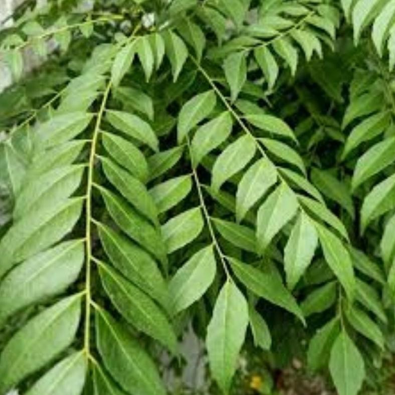 

Daun Kari Salam Koja Segar 15 Tangkai - Termurah