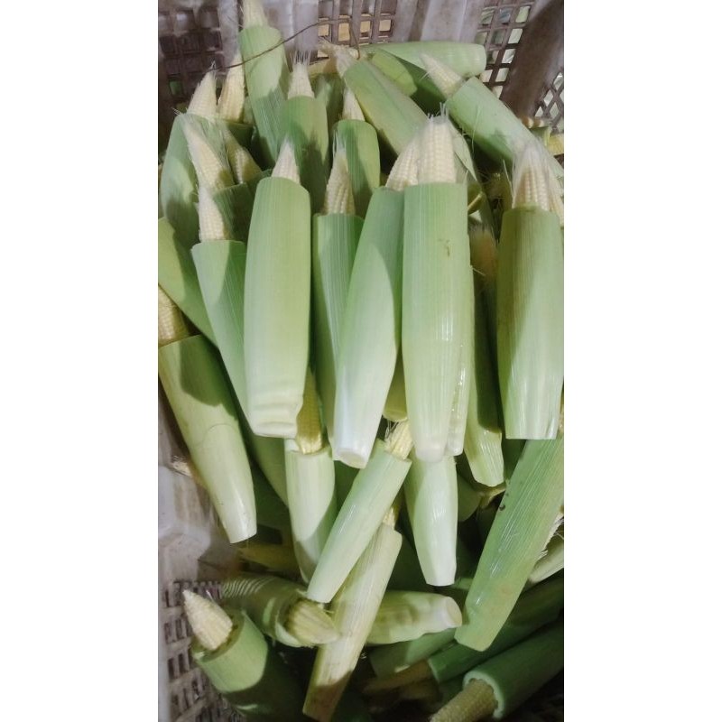 

Baby corn / PUTREN segar