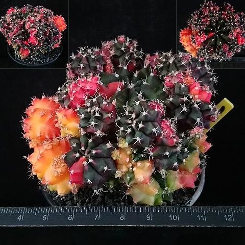 GYMNOCALYCIUM MIHANOVICHII 'PEACH BLOSSOM' CLUSTER, SUKULEN KOLEKSI 0310T