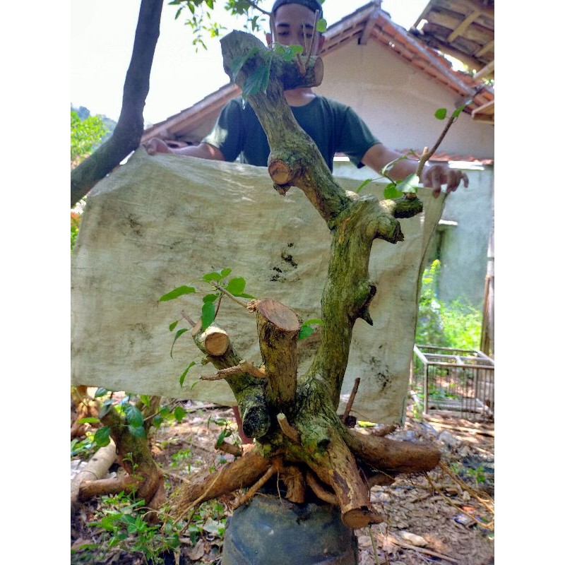 bahan bonsai wahong gunung subur super bogel jumbo RAAF XXL