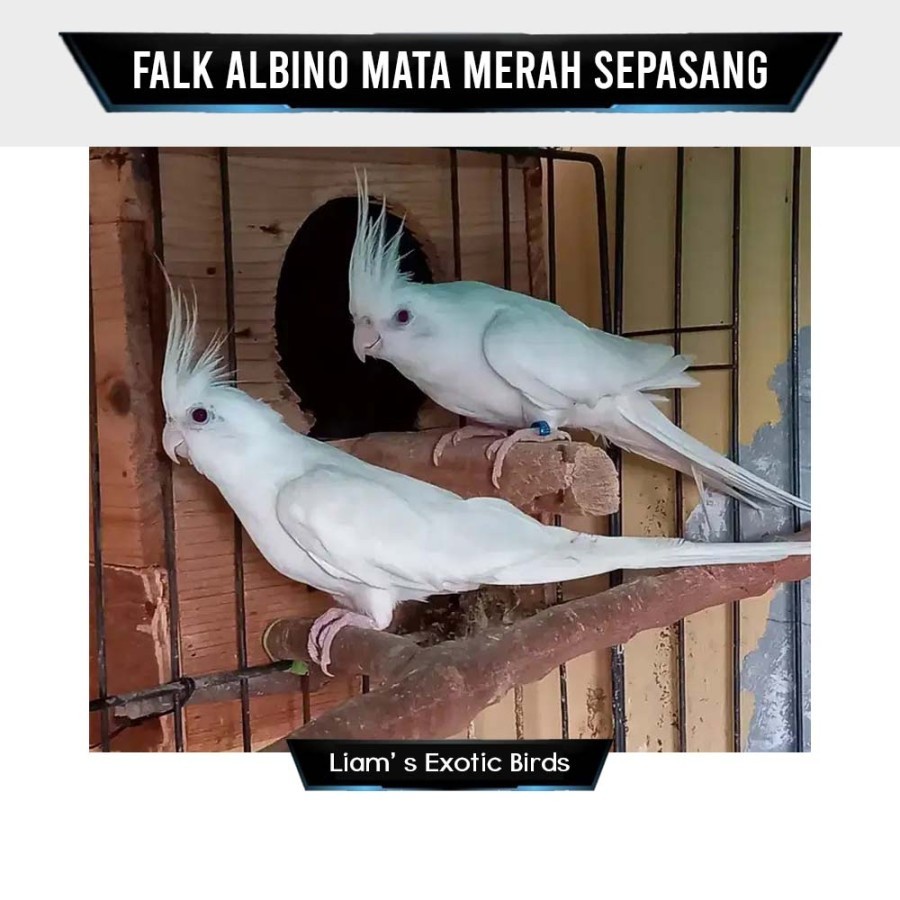 Burung Parkit Falk Albino Mata Merah Sepasang