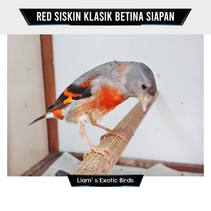 Burung Red Siskin klasik Betina Siapan