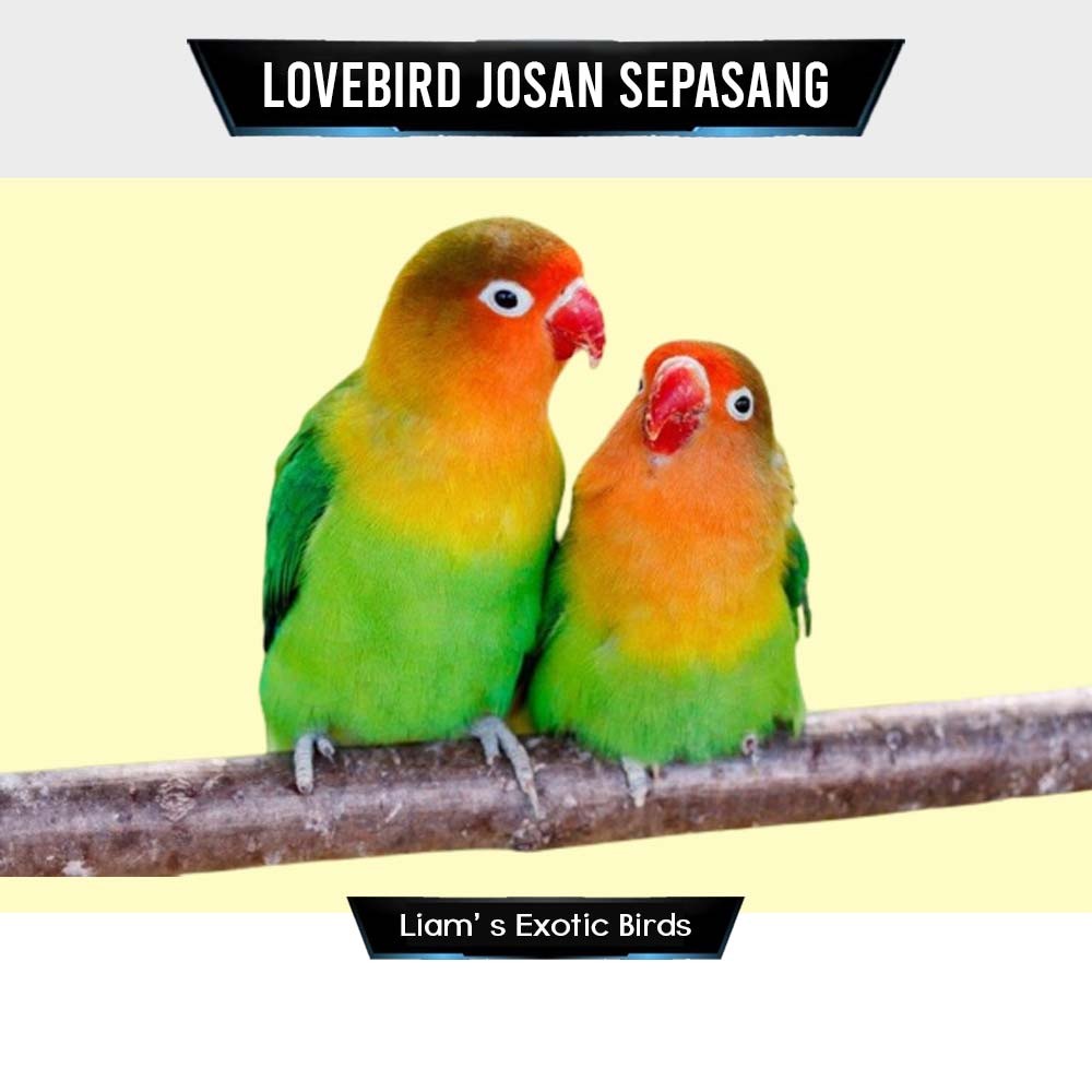 Burung Lovebird Josan sepasang