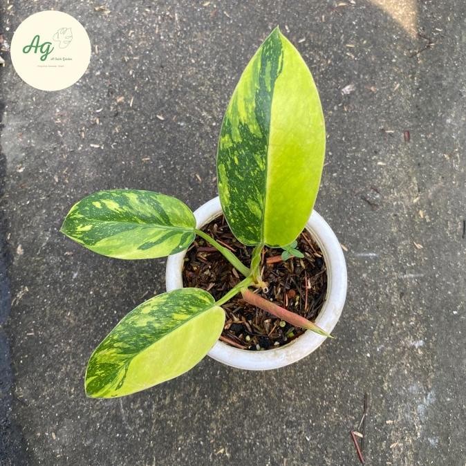 PHILODENDRON GREEN CONGO MARBLE VARIGATA 0310T