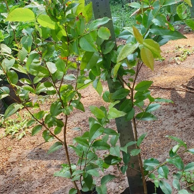 arr Jaboticaba Preco or Anggur Brazil Genjah Hybrid