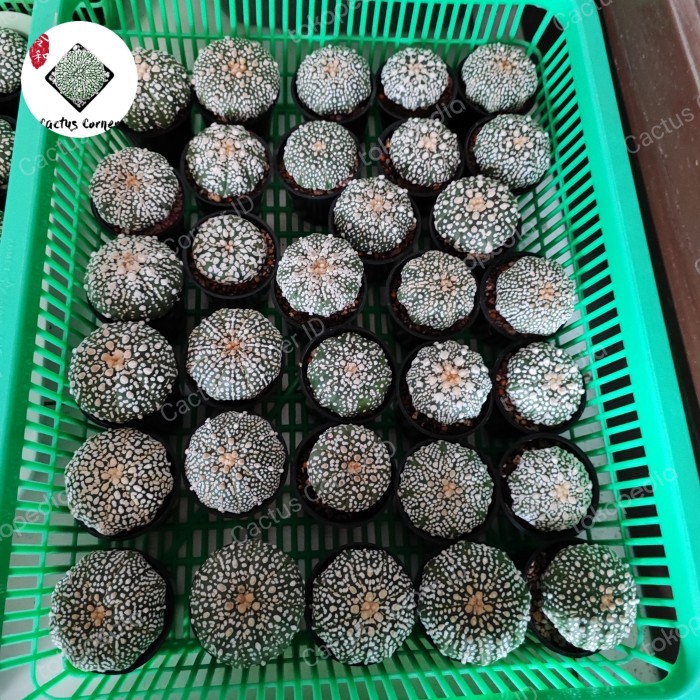 arr Astrophytum mix besar