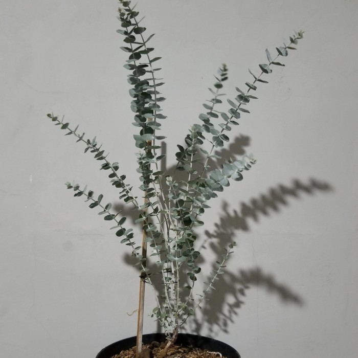 ris Bibit Tanaman Eucalyptus Moon Lagoon Silver Dollar