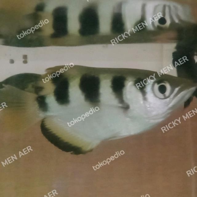 Archer Fish Sumpit Ikan
