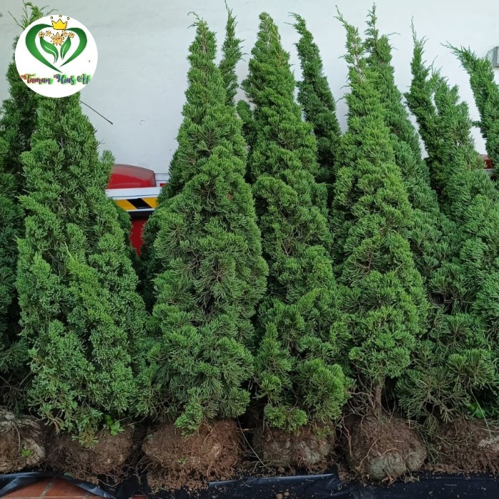 Lilin - Tanaman Hias Cemara Lilin 2 Meter //Pohon Cemara Lilin