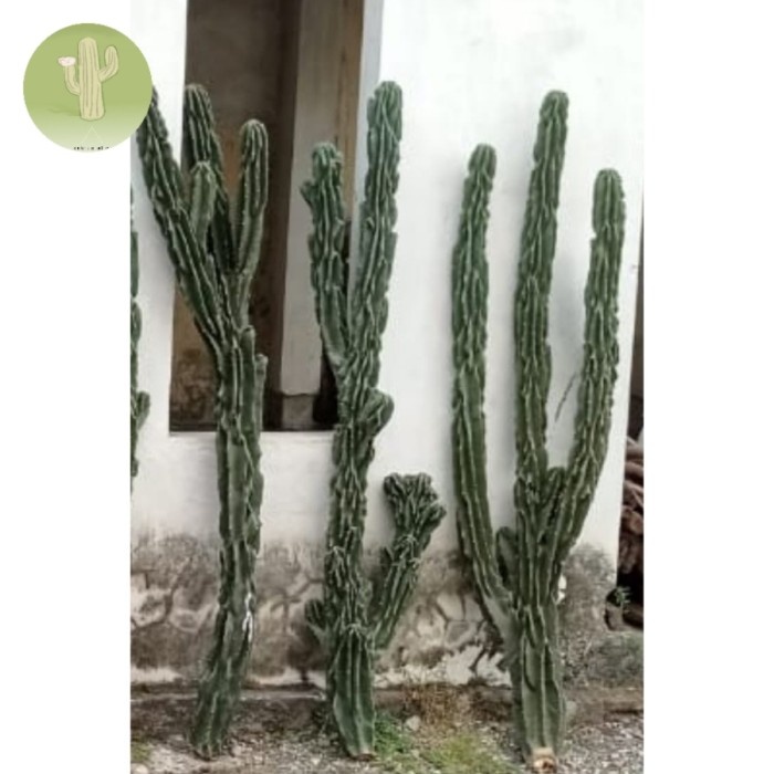 Lilin - Kaktus Lilin Cabang Banyak