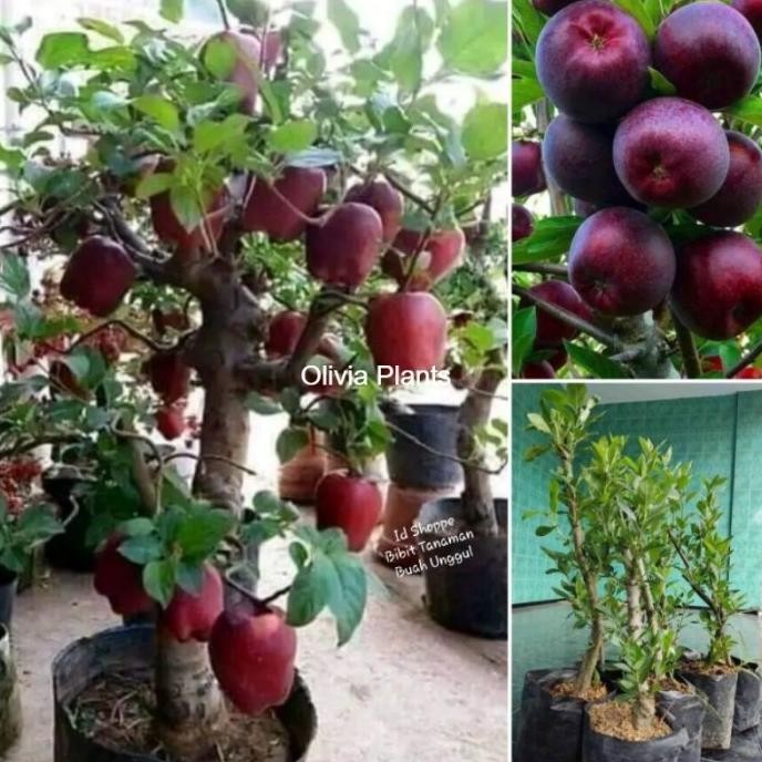 Bibit Pohon Buah Apel Merah Cepat Berbuah MMX